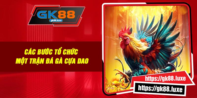 Các bước tổ chức một trận đá gà cựa dao