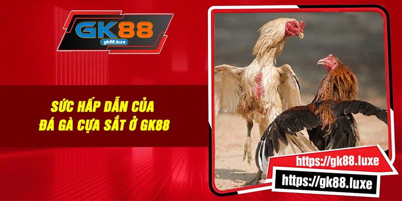 Sức hấp dẫn của đá gà cựa sắt ở GK88